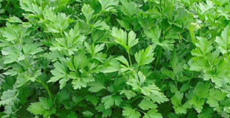 Ontwerp zonder titel (71).png__PID:09d46b6a-f80d-48e6-b7d8-3d6410f383e5