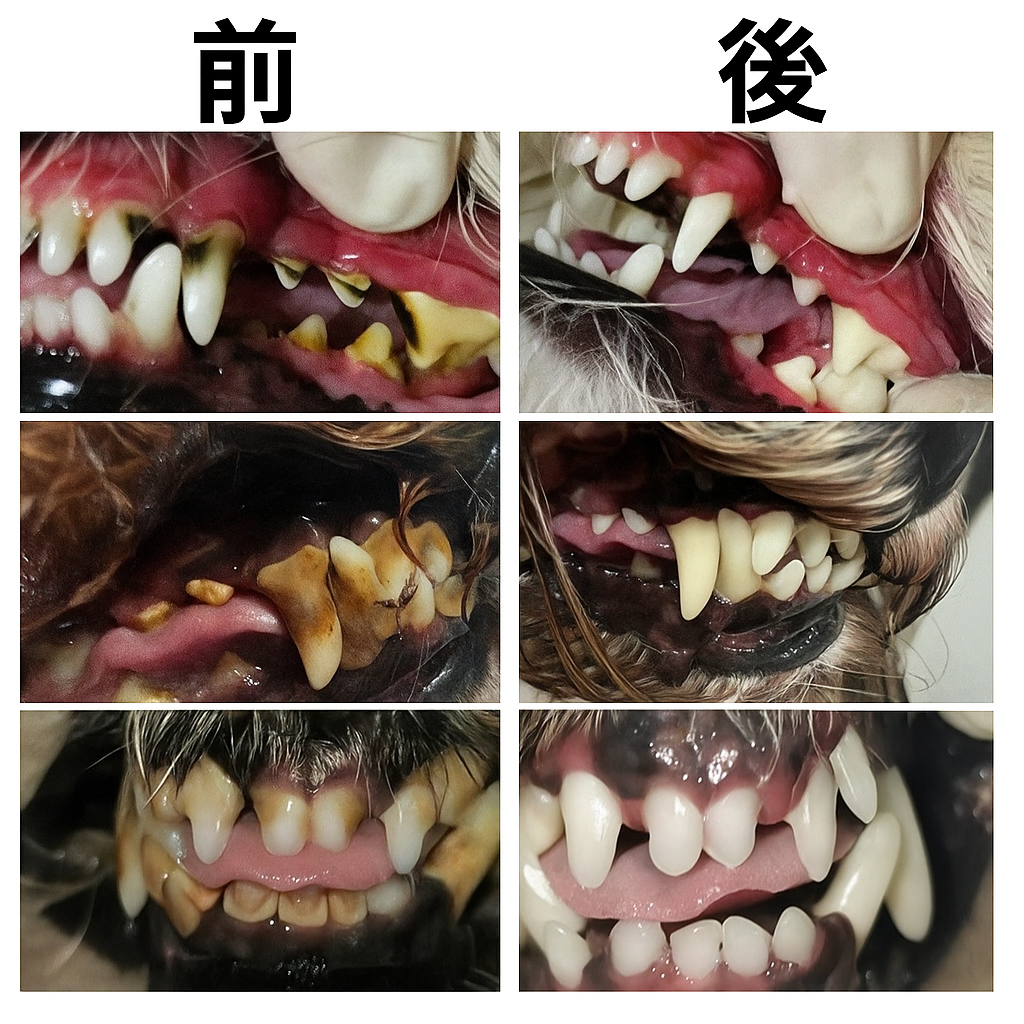 PetSmile™ | 歯垢と口臭にさようなら！